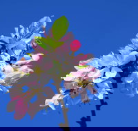 Spring time at Hunter Valley Gardens - New South Wales Tourism 