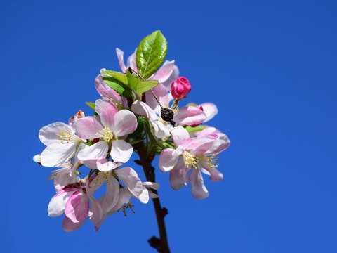 Spring Time At Hunter Valley Gardens - New South Wales Tourism  0