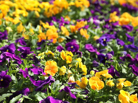 Spring Time At Hunter Valley Gardens - New South Wales Tourism  2