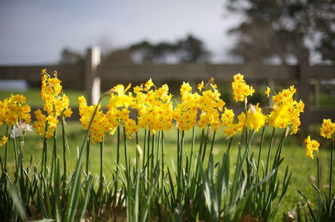 Sunday At Cruden Farm - New South Wales Tourism  0