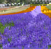 Tesselaar KaBloom Festival of Flowers - New South Wales Tourism 