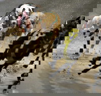 Twilight Greyhound Racing - New South Wales Tourism 