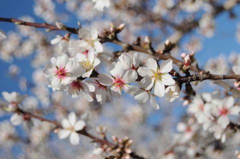 Willunga Almond Blossom Festival - New South Wales Tourism  1