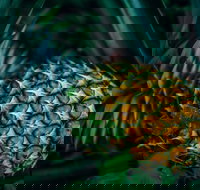 Yeppoon Community Market - New South Wales Tourism 