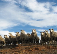 Annual Bredbo Sheep Dog Trials - New South Wales Tourism 