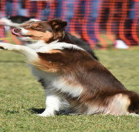 Dogs in the Park NSW Orange - New South Wales Tourism 
