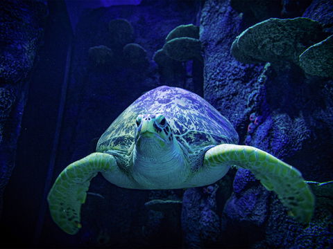 Sydney's Aquarium - New South Wales Tourism  0