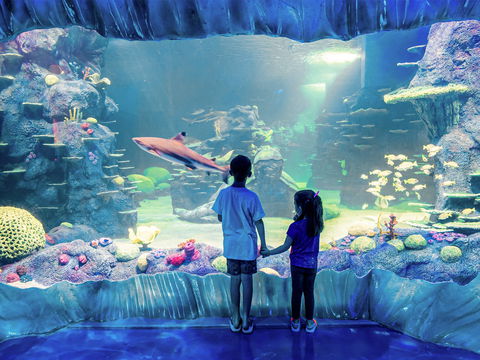 Sydney's Aquarium - New South Wales Tourism  1