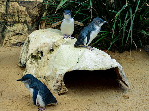 Sydney's Aquarium - New South Wales Tourism  2