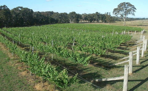 Yarralaw Springs Wines  - Cellar Door Wine Tasting - New South Wales Tourism  1