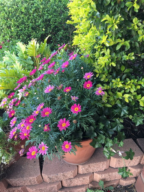 Country Pathfinder Motor Inn - New South Wales Tourism  1