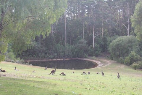 Marima Cottages - New South Wales Tourism  7