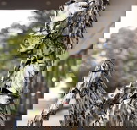 Best Western Sanctuary Inn - New South Wales Tourism 