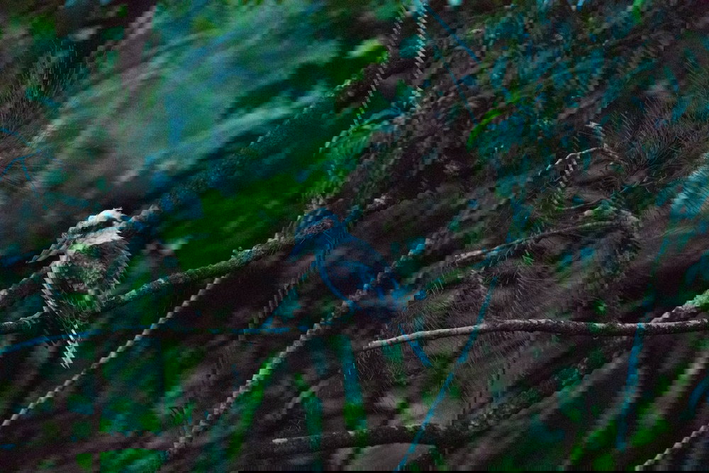 Eungella QLD New South Wales Tourism 