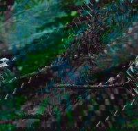 Broken River Mountain Resort - New South Wales Tourism 