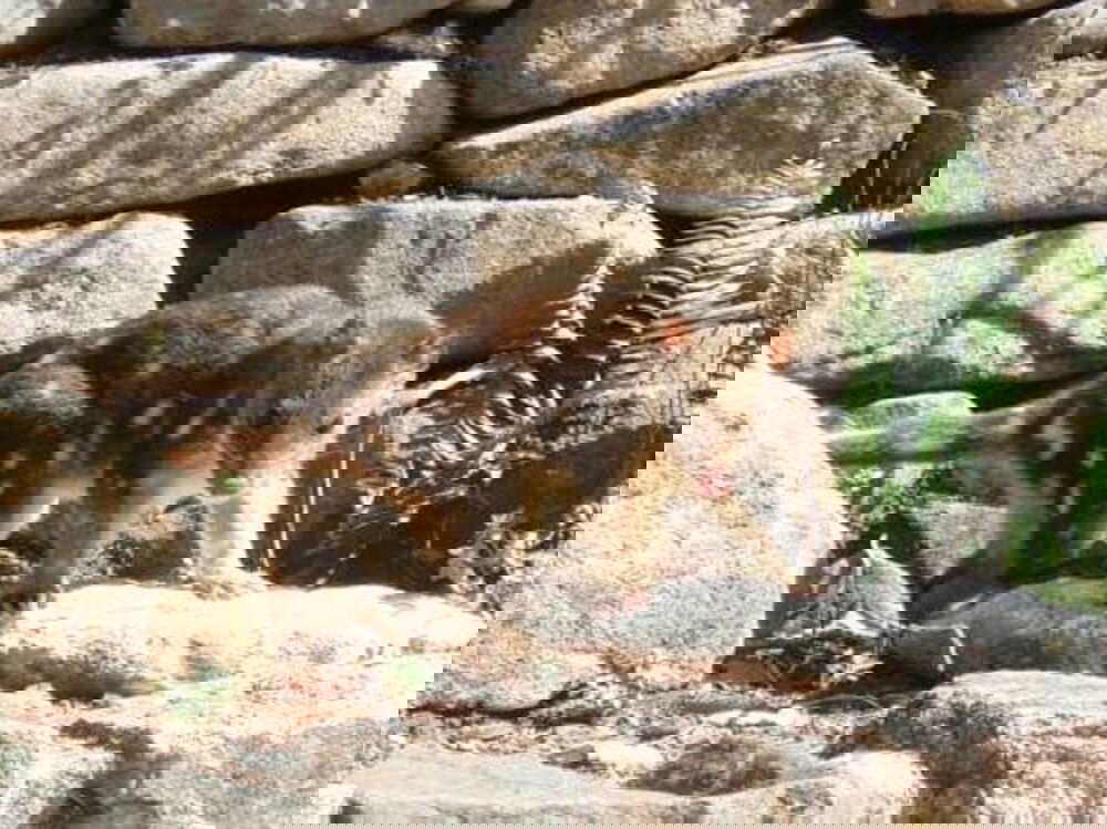 Newnes Plateau NSW New South Wales Tourism 