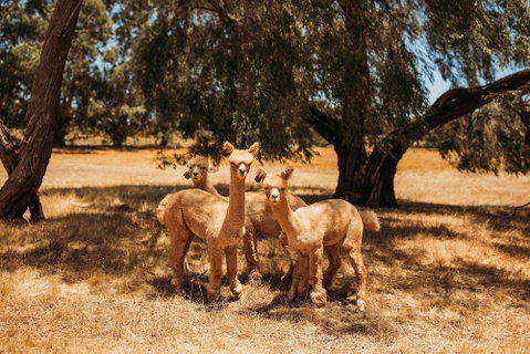 Margaret River Holiday Cottages - New South Wales Tourism  5