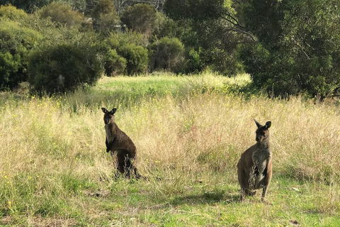Sunrise On Falie - New South Wales Tourism  5