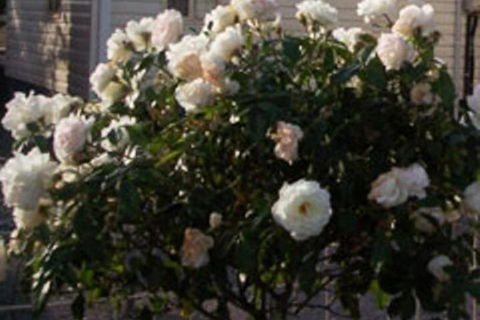 Sheffield Cabins & Apartments - New South Wales Tourism  7