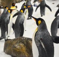 Comfort Hotel Elizabeth Tower - New South Wales Tourism 