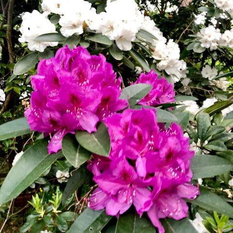 Aldgate Creek Cottage Bed & Breakfast - New South Wales Tourism  5