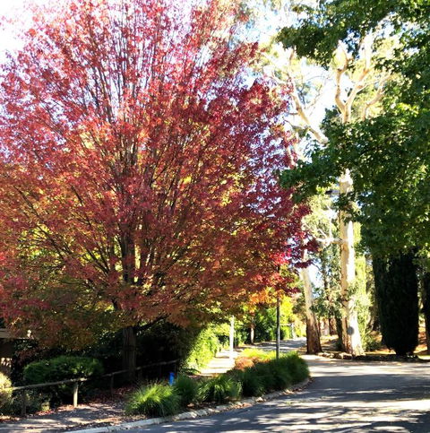 Aldgate Creek Cottage Bed & Breakfast - New South Wales Tourism  2