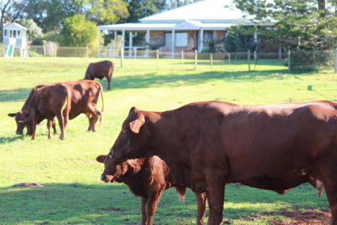 Montville House On The Hill - New South Wales Tourism  5