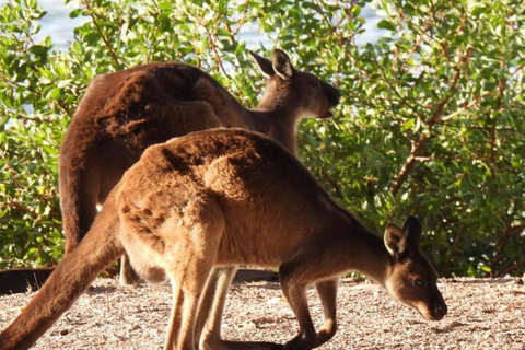 Ratcliff Cottage - New South Wales Tourism  5