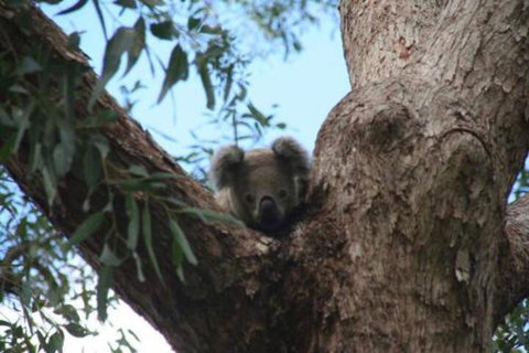 Lemon Tree Waterfront Apartments - New South Wales Tourism  3