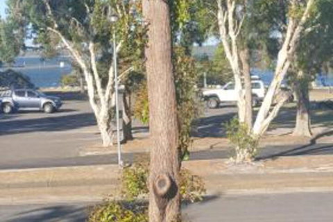 Lemon Tree Waterfront Apartments - New South Wales Tourism  7