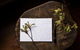 Botanica Editions - thumb 7