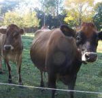 Drumreagh Bed  Breakfast Cabins - New South Wales Tourism 