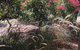 Gumnut Grove The Vintage - thumb 2