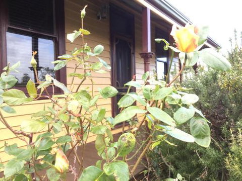 Albion Cottage - New South Wales Tourism  4