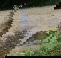 Jarrah Lodge - New South Wales Tourism 