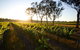 Balgownie Estate Winery Retreat & Restaurant - thumb 6