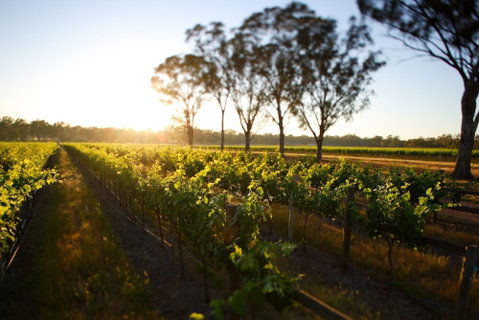 Balgownie Estate Winery Retreat & Restaurant - New South Wales Tourism  6
