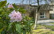 Wentworth Rose - thumb 0