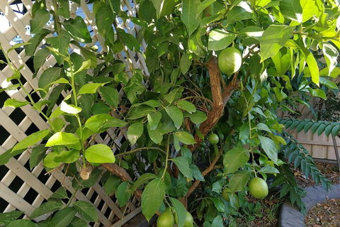 6-Bedroom House Singleton Hunter Valley - New South Wales Tourism  5