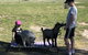 High Country Trail Rides & Farm Stay - thumb 5