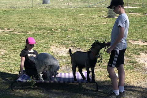 High Country Trail Rides & Farm Stay - New South Wales Tourism  5