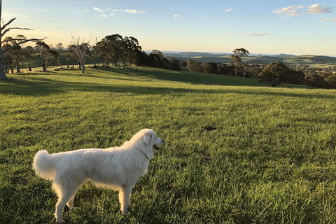 High Country Trail Rides & Farm Stay - New South Wales Tourism  1