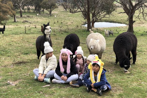 High Country Trail Rides & Farm Stay - New South Wales Tourism  2