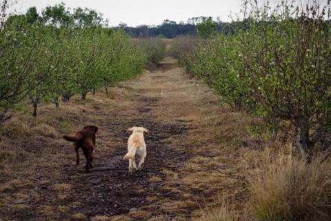 Straw House Farm B & B - New South Wales Tourism  2