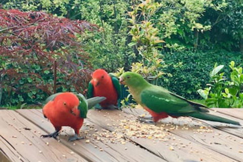 Crimson Villa - New South Wales Tourism  0