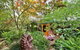 The Black Cockatoo Secret Garden Mountains Home - thumb 5