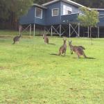 Blue House Denmark - New South Wales Tourism  0
