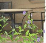 Amalie Cottage Waikerie Unit 1 - New South Wales Tourism 