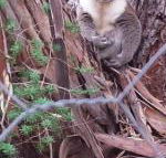 Stringybark Hills Retreat - New South Wales Tourism 