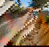 Quirindi Sunflower Motor Inn - New South Wales Tourism 